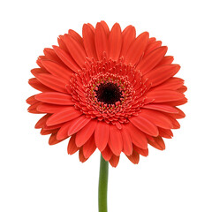 Vibrant Orange Gerbera Daisy on Transparent Background