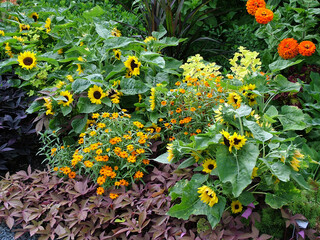 Garden with a variety of colorful annuals, including dwarf sunflowers (Helianthus annuus 'Sunny Smile')
