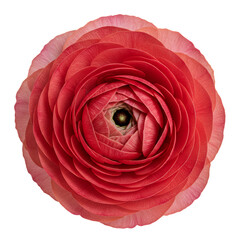 Coral Pink Ranunculus Flower Close Up on Transparent Background