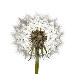 Fluffy White Dandelion Seed Head on Transparent Background