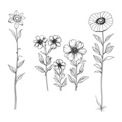 Hand Drawn Simple Wildflowers Botanical Line Art Illustration
