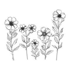 Hand Drawn Simple Wildflowers Botanical Line Art Illustration
