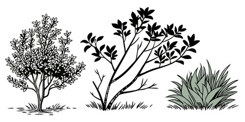 Three botanical illustrations showing bushes and a grass clump