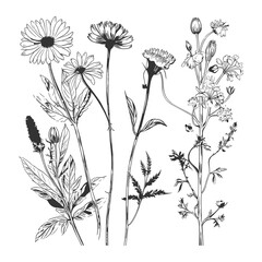 Hand Drawn Wildflowers and Botanical Sketches Vector Illustration