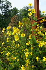 Perennial sunflower 'Lemon Queen' (Helianthus) in a garden setting