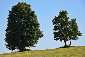 Obraz premium Lonely trees at Prichovice at Korenov in Czech Republic, Europe 