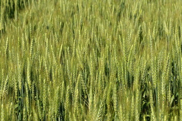 Grannenweizen, Triticum aestivum