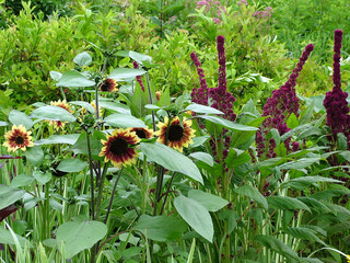A summer garden of tall flowering annuals, including 'Cherry Rose' sunflower (Helianthus annuus) and 'Elephant Head' amaranth (Amaranthus)