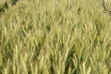 Grannenweizen, Triticum aestivum