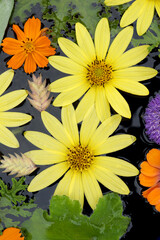 Closeup of the flowers of 'Lemon Queen' perennial sunflower (Helianthus) and orange cosmos (Cosmos sulphureus) and the seedheads of northern sea oats (Chasmanthium latifolium) floating in water