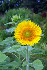 Closeup of an annual sunflower (Helianthus annuus) in a garden setting