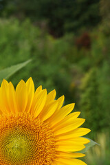 Closeup of an annual sunflower (Helianthus annuus) in a garden setting, with room for type