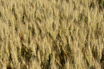 Grannenweizen, Triticum aestivum