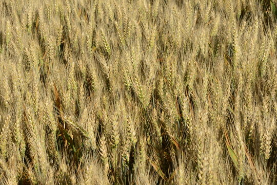 Grannenweizen, Triticum aestivum