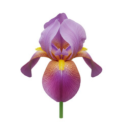 Purple and Yellow Iris Flower on Transparent Background
