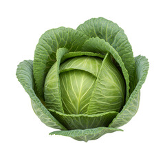 Fresh Green Cabbage Isolated on Transparent Background