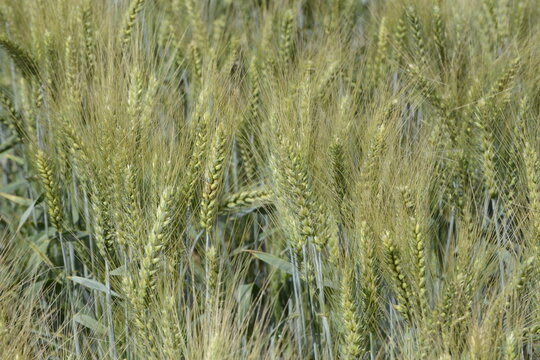 Grannenweizen, Triticum aestivum