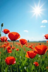 Obraz premium Vibrant red poppies bloom in a sun-drenched field under a clear blue sky , summer, photo
