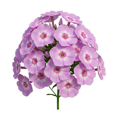 Light Pink Flower Cluster on Transparent Background