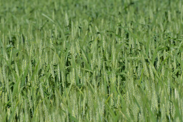 Grannenweizen, Triticum aestivum