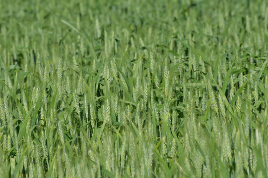 Grannenweizen, Triticum aestivum