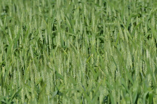 Grannenweizen, Triticum aestivum
