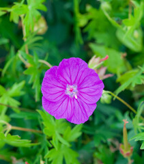 Beautiful close-up of geranium sanguineum