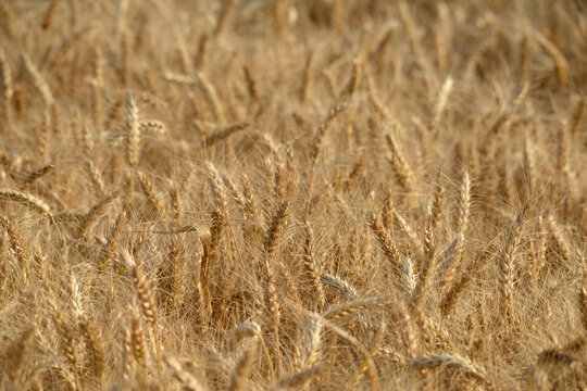 Grannenweizen, Triticum aestivum