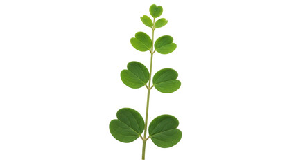 Isolated Branch
