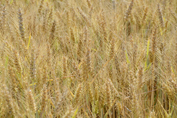 Grannenweizen, Triticum aestivum