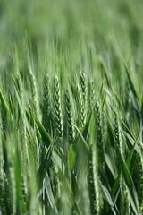 Fototapeta premium Grannenweizen