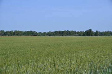 Grannenweizen, Triticum aestivum