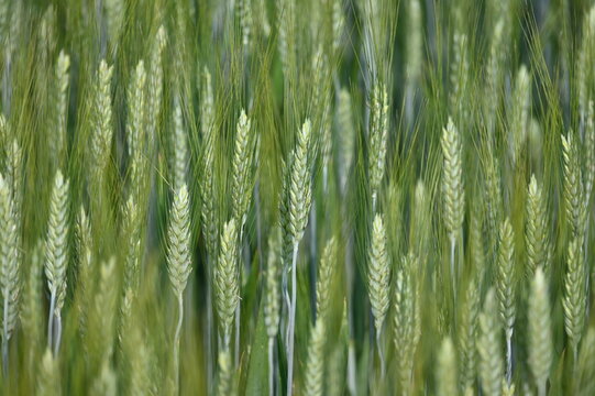 Grannenweizen, Triticum aestivum