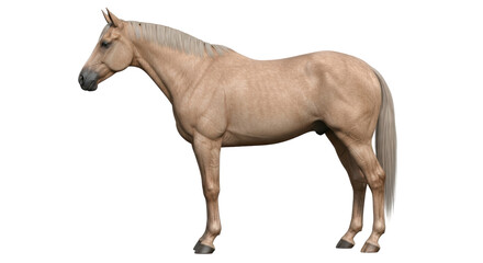 Isolated Horse