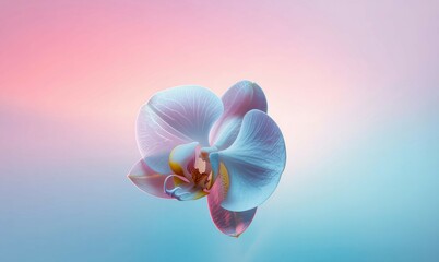 pink orchid on blue background