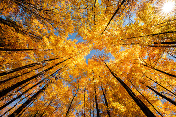 The afternoon sun provides a sunstar peering through the autumn maple canopy in Clear Lake State Park, Woodruff, Wisconsin