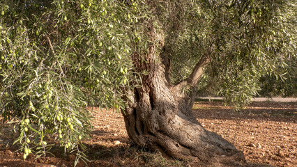 Ancient olive trees.