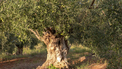 Ancient olive trees.