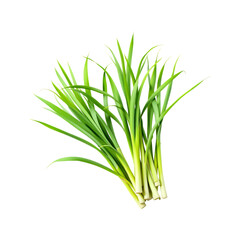 Fototapeta premium A bunch of fresh pandan leaves, isolated on white background.