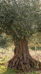 Ancient olive trees.
