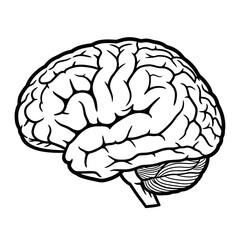 Illustration of a human brain with visible lobes and intricate convolutions in black and white line art