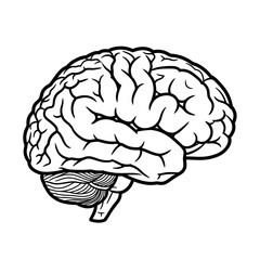 A detailed black and white illustration of a human brain on a white background in side view
