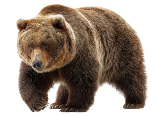 Obraz premium A powerful brown bear stands tall, showcasing its robust physique