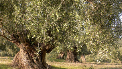 Ancient olive trees.