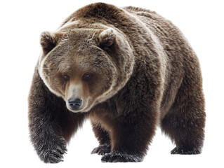 Obraz premium A majestic brown bear confidently strides forward