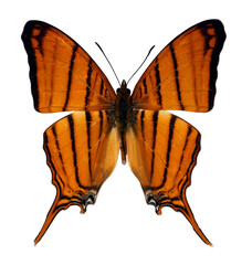 Marpesia berania is showcased in a striking pose that highlights its vivid orange wings adorned...