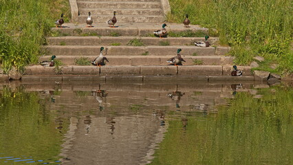 Ducks on stairs at river Jizera in Semily,Liberec Region, Czech Republic, Europe
