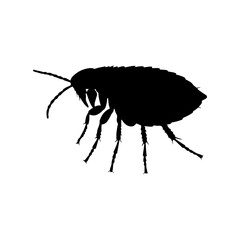 AFlea insect silhouette vector flat illustration design.