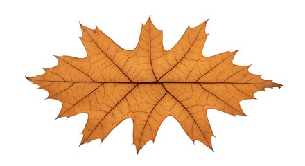 Fototapeta premium Autumn's Lacework