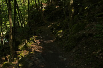 Hiking track 
